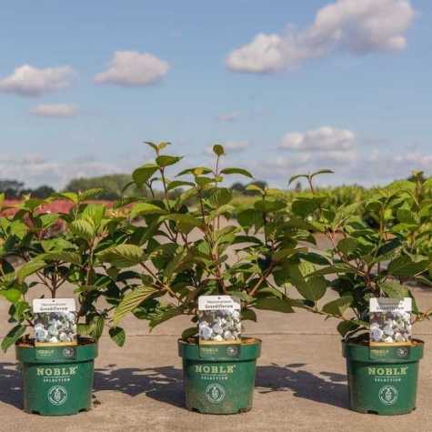 Viburnum plic. 'Grandiflorum'