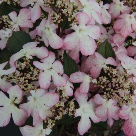 Viburnum plic. 'Molly Schroeder' NOBLE