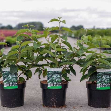 Viburnum plicatum tomentosum