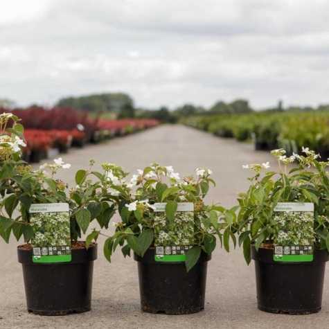 Viburnum plic. 'Watanabe'