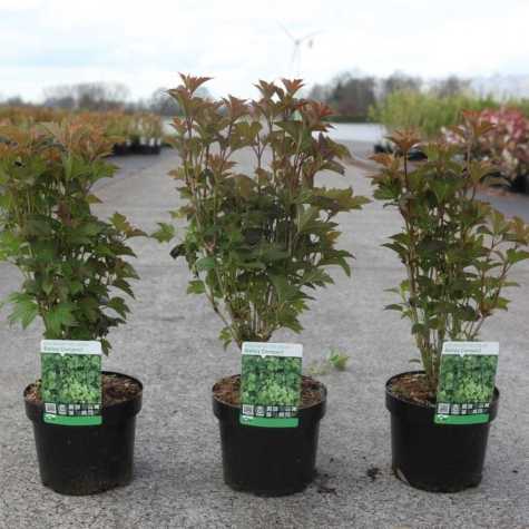 Viburnum trilobum 'Bailey Compact'