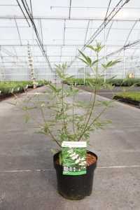 Vitex a-c 'Albus'