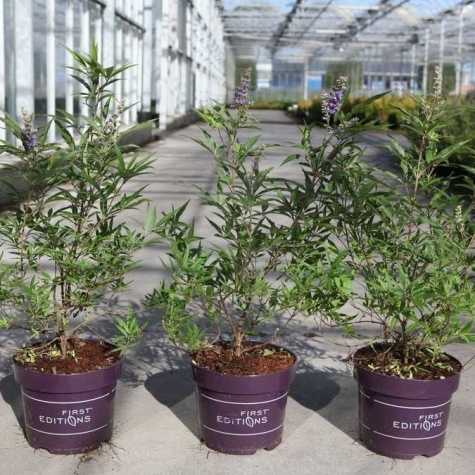 Vitex a-c 'Blue Puffball'