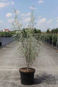 Salix exigua