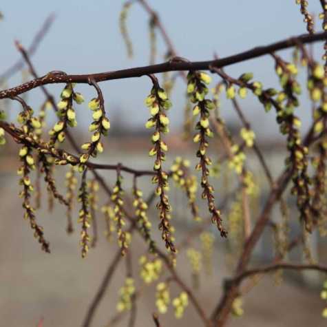 Stachyurus chinensis 'Celina'