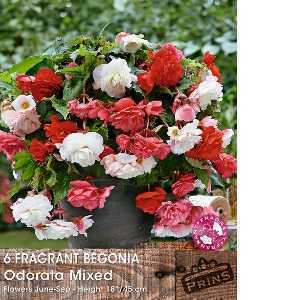 Fragrant Begonia - Ordorata Mixed x 6