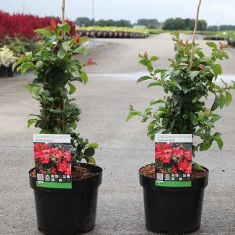 Chaenomeles Superba Texas Scarlet Flowering Quince