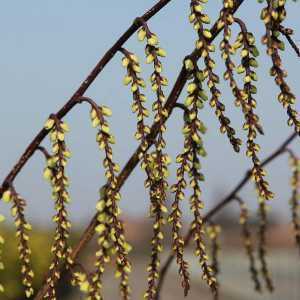 Stachyurus Praecox | Early Stachyurus