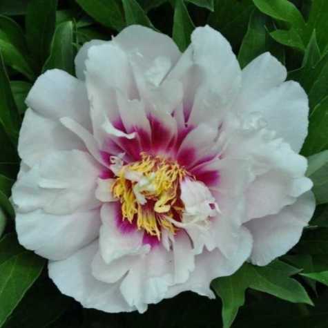 Peony (Paeonia) ITOH Intersectional Cora Louise