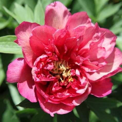 Peony (Paeonia) ITOH Intersectional Hillary