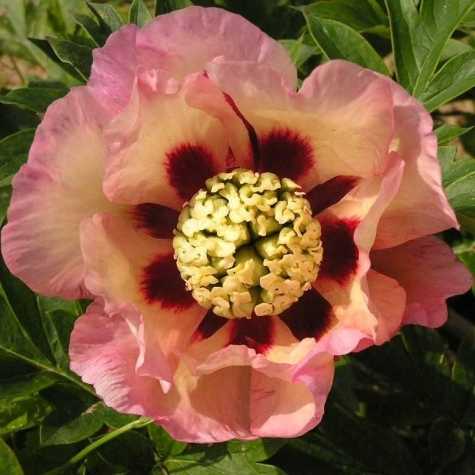 Peony (Paeonia) ITOH Intersectional Pastel Splendor