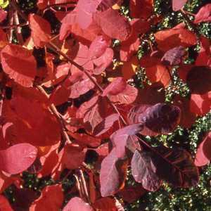 Cotinus Coggygria Grace Smoke Bush