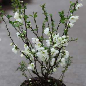 Chaenomeles Superba Jet Trail | Flowering Quince