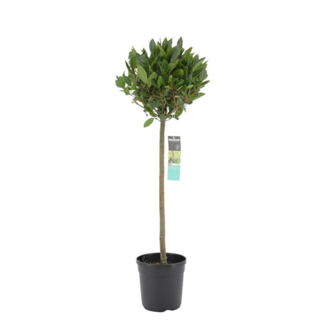 Laurus Nobilis (Bay Tree) 1/4 Standard