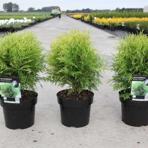 Thuja Occidentalis Danica Aurea