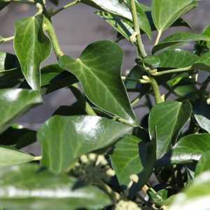 Hedera Helix Arborescens