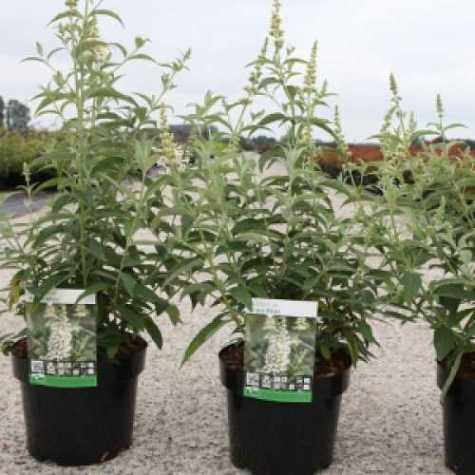 Buddleia Buddleja Argus White Butterfly Bush