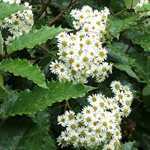 Olearia Macrodonta (Daisy Bush)