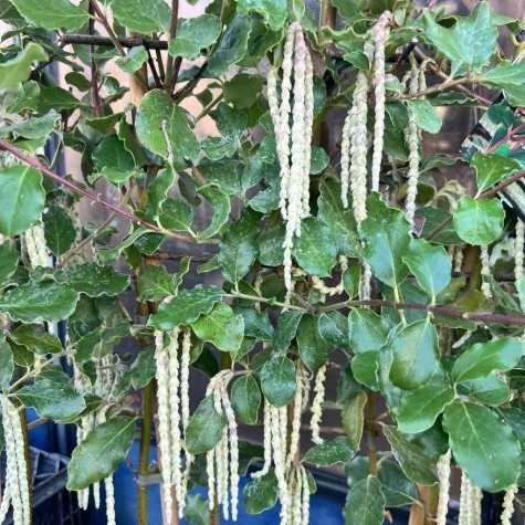 Garrya Elliptica 10ltr 1.2M Trellis