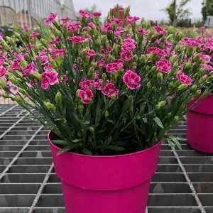 Dianthus Pink Kisses