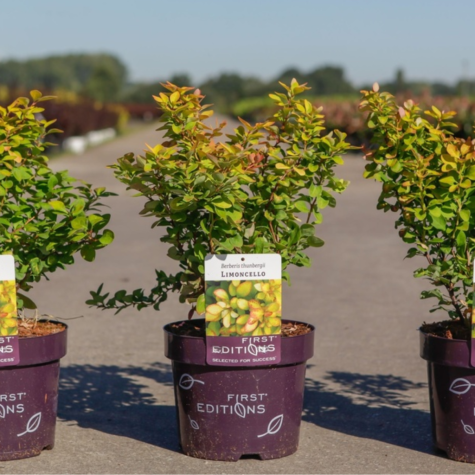 Berberis Thunbergii 'Limoncello'