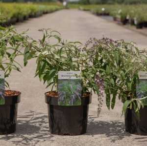 Buddleia Davidii 'Wisteria Lane'