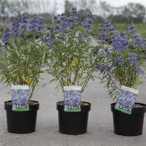 Caryopteris Clandonensis Blue Balloon