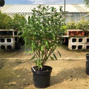 Caryopteris Clandonensis Sterling Silver