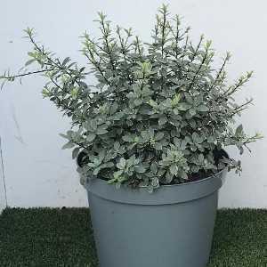 Pittosporum Tenuifolium Silver Ball