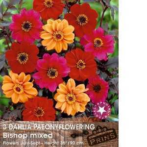 Dahlia Paeony Flowering Bulbs Bishop Mixed 3 Per Pack