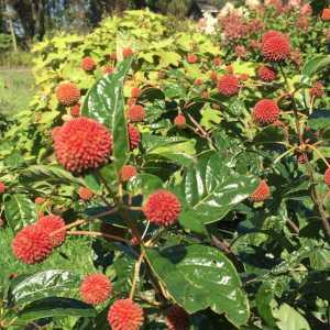 Cephalanthus Occidentalis Sugar Shack