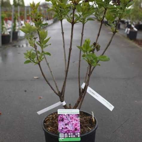 Syringa Vulgaris Andenken an Ludwig Spath (Lilac)