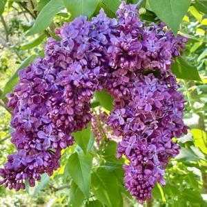 Syringa Vulgaris Ruhm von Horstenstein (Lilac)