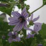 Malva sylvestris 'Primley blue' (Common Mallow)