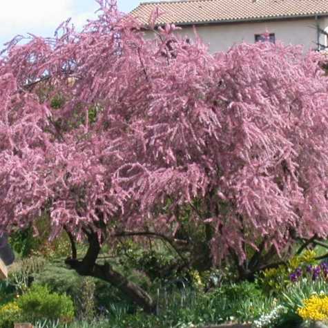 Tamarix Tetrandra (Tamarisk) Four Stamen Tamarisk