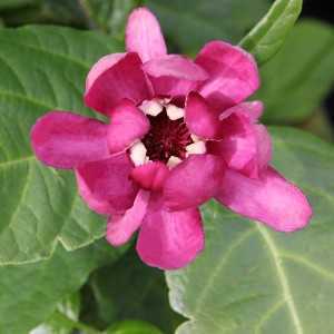 Calycanthus 'Aphrodite' Sweetshrub