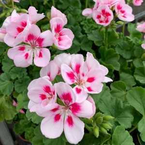 Geranium Potted Linus Pink Eye (Summer Bedding) 10.5cm Pot 15 Per Box