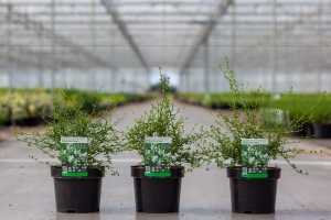 Ceanothus Thyrsiflorus Millerton Point (White Californian Lilac)