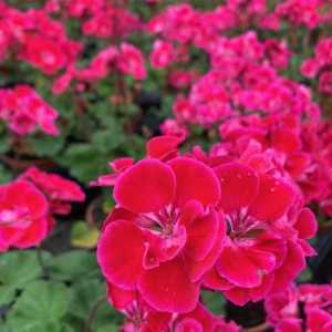 Geranium Potted Velvet (Summer Bedding) 10.5cm Pot 15 Per Box