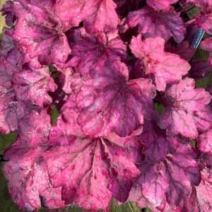 Heuchera 'Wild Rose'