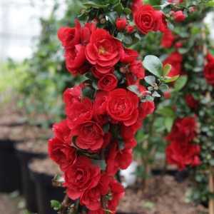 Chaenomeles speciosa 'Scarlet Storm' Proven Winners