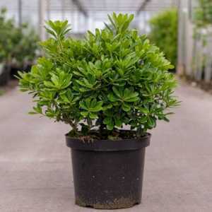 Pittosporum Tobira 'Nanum'