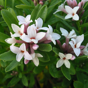 Daphne x transalantica Eternal Fragrance