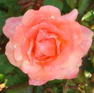 Sweet Fragrance Easy Elegance Shrub Rose