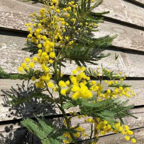 Acacia Dealbata (Mimosa)