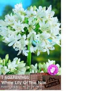 Agapanthus White Lily of The Nile 1 Per Pack