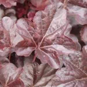 Heuchera Rachel