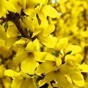 Forsythia Lynwood