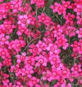 Dianthus Deltoides Brilliant