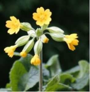 Primula Veris